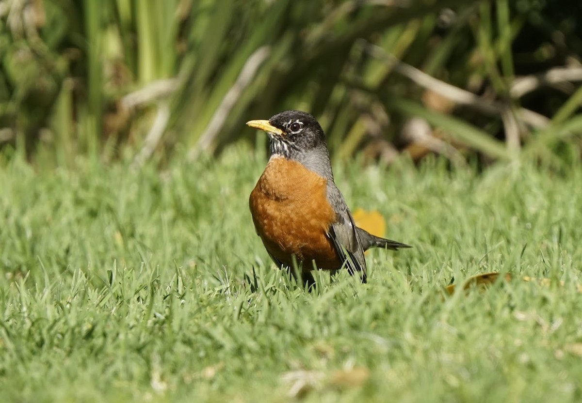 American Robin - ML570894531