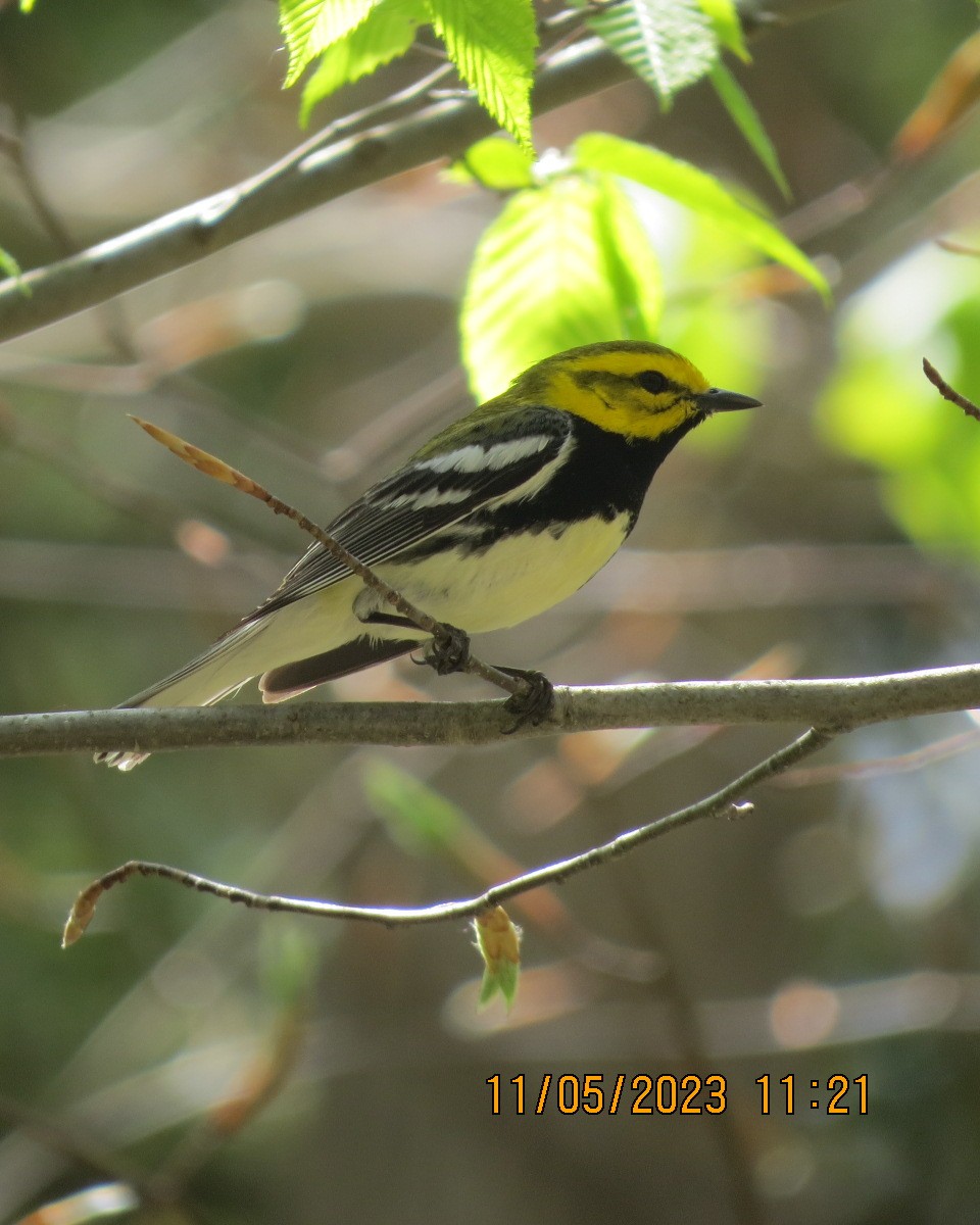 Black-throated Green Warbler - ML570894551