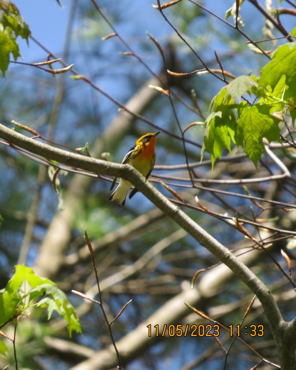 Blackburnian Warbler - ML570894641