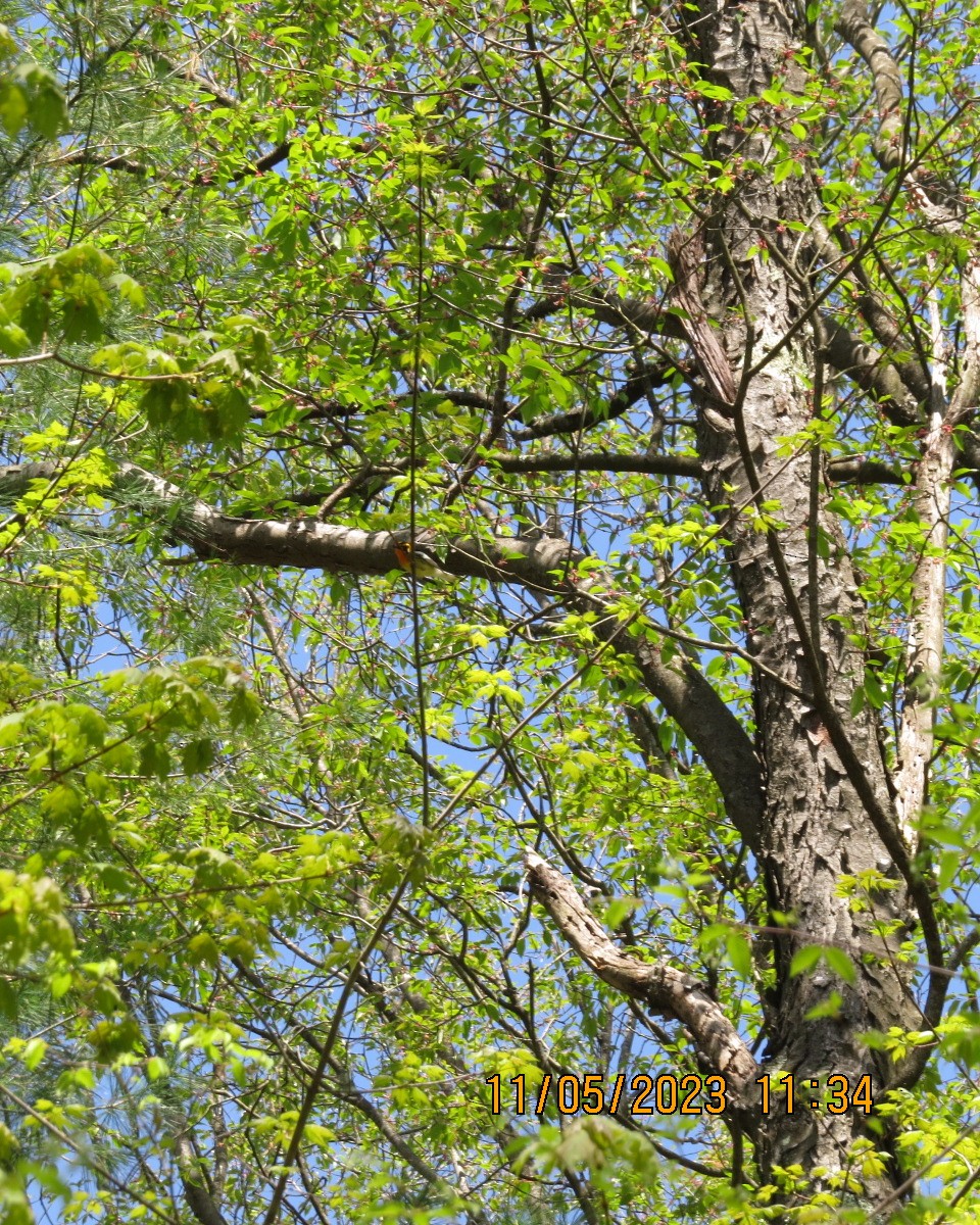 Blackburnian Warbler - ML570894671