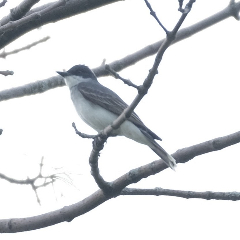 Eastern Kingbird - ML570895341