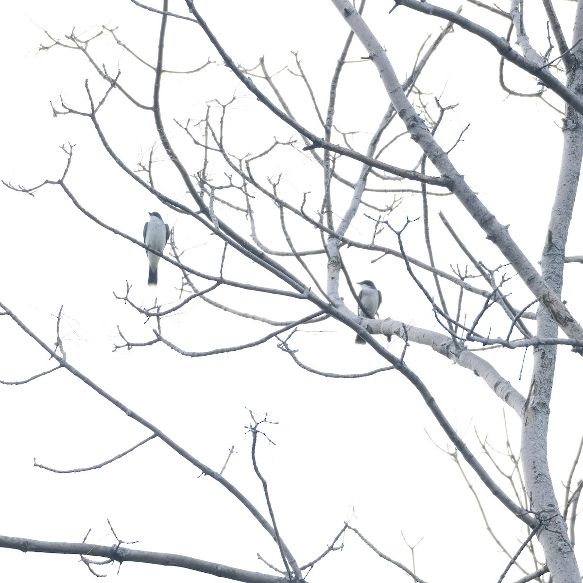 Eastern Kingbird - ML570895351