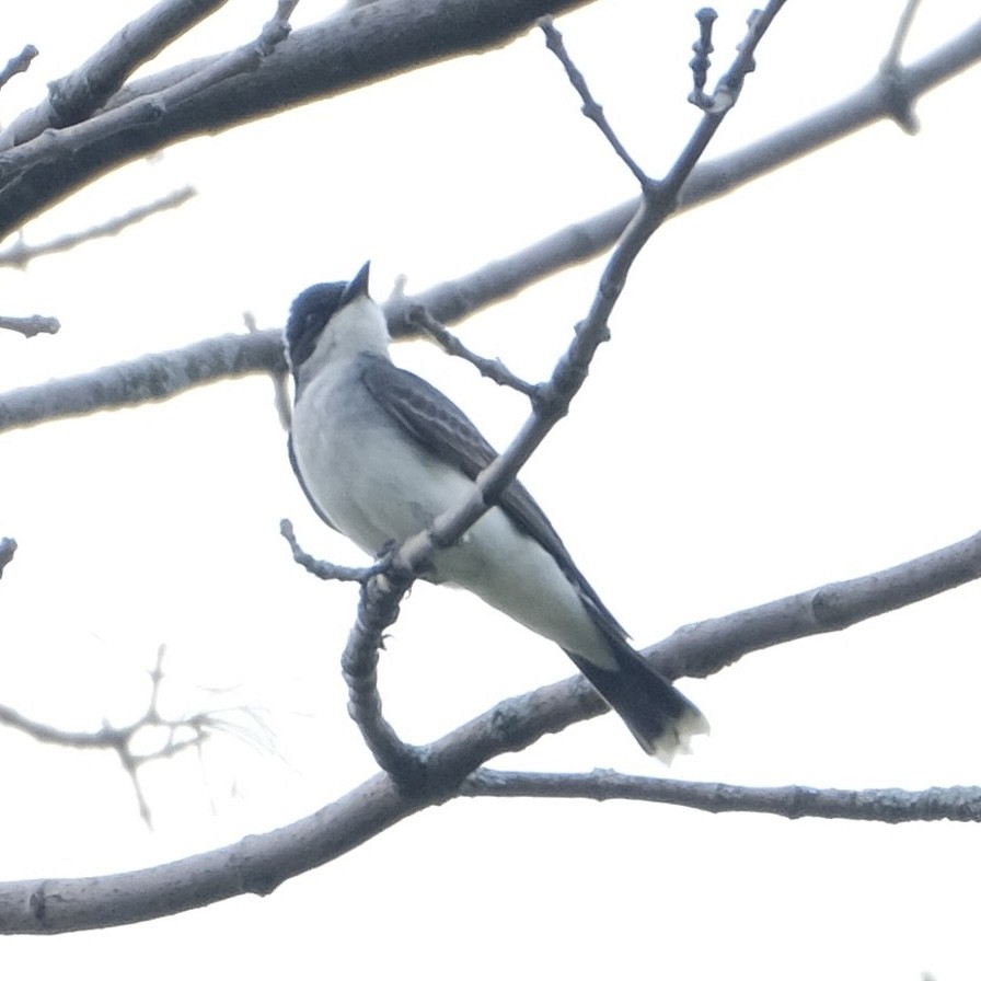 Eastern Kingbird - ML570895361