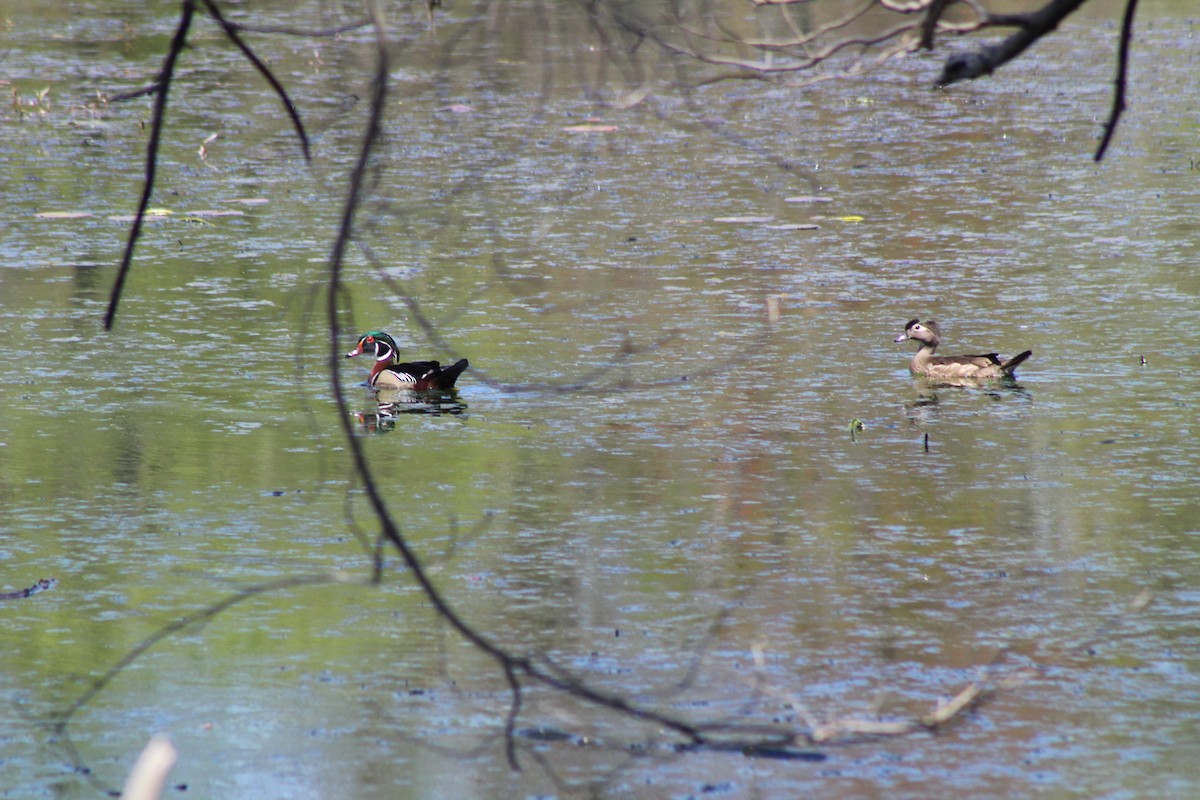 Wood Duck - Jennifer Tafe