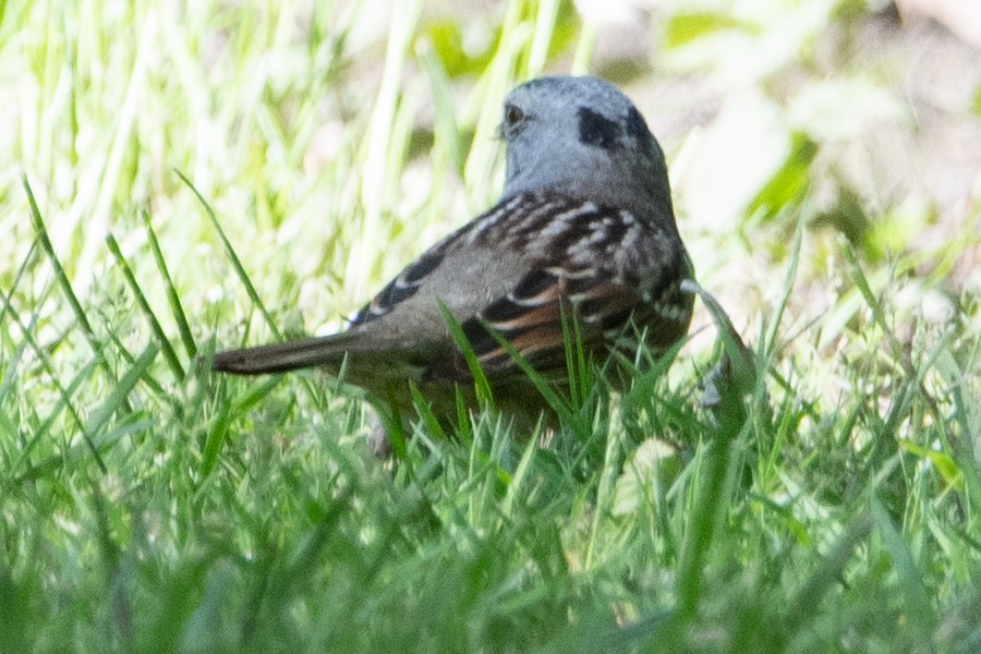 White-crowned x Harris's Sparrow (hybrid) - ML570895491