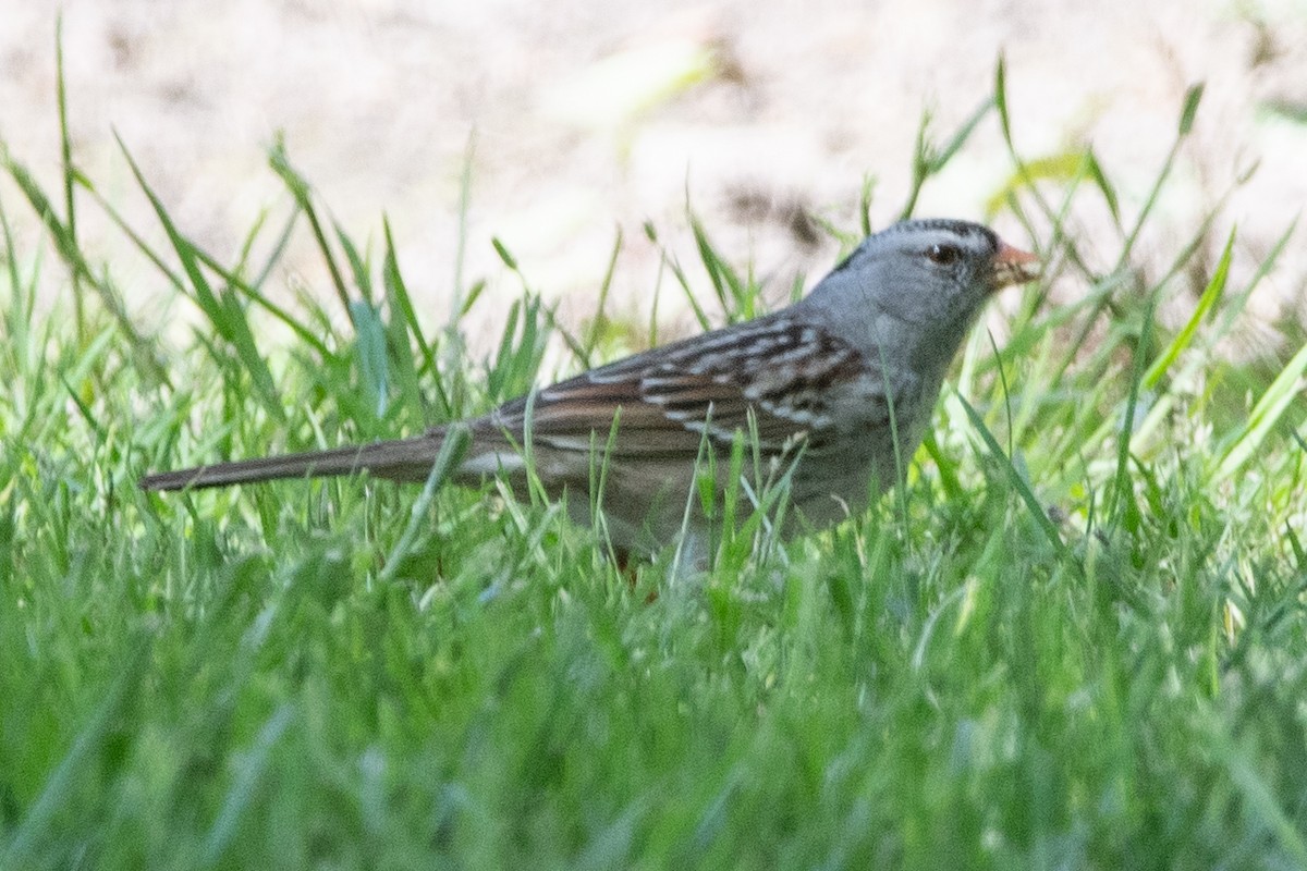 White-crowned x Harris's Sparrow (hybrid) - ML570895501