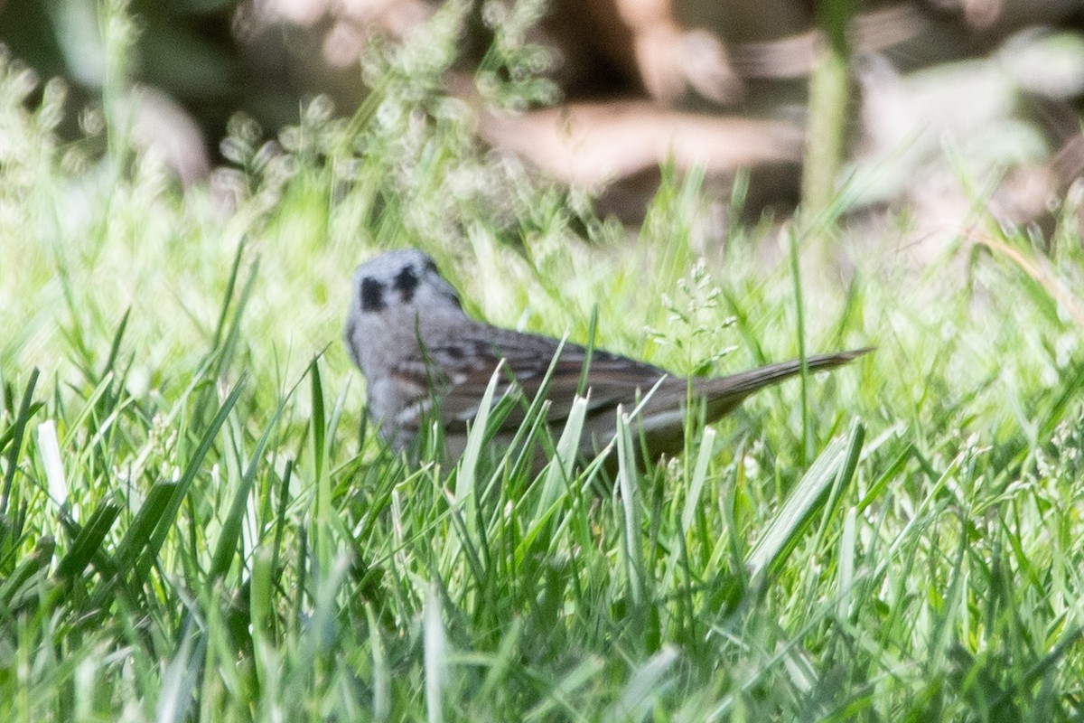 White-crowned x Harris's Sparrow (hybrid) - ML570895511