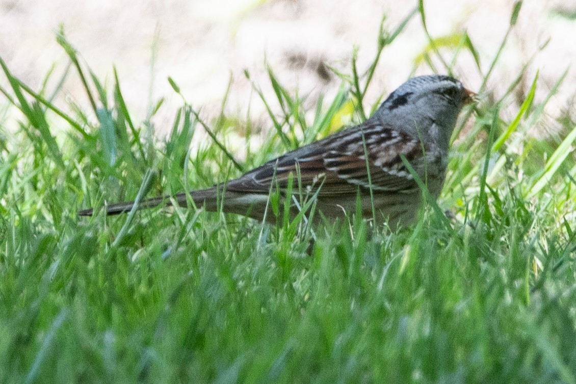 White-crowned x Harris's Sparrow (hybrid) - ML570895521