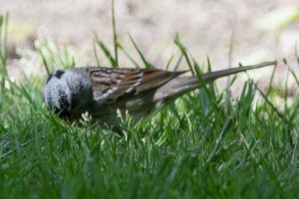 White-crowned x Harris's Sparrow (hybrid) - ML570895531