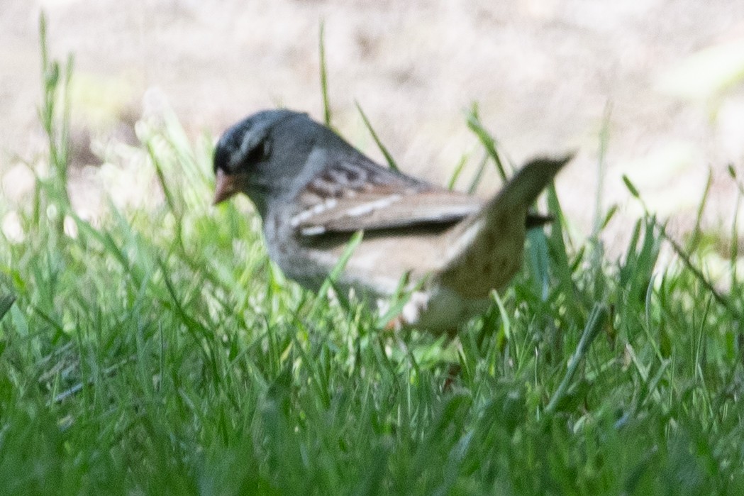 White-crowned x Harris's Sparrow (hybrid) - ML570895541