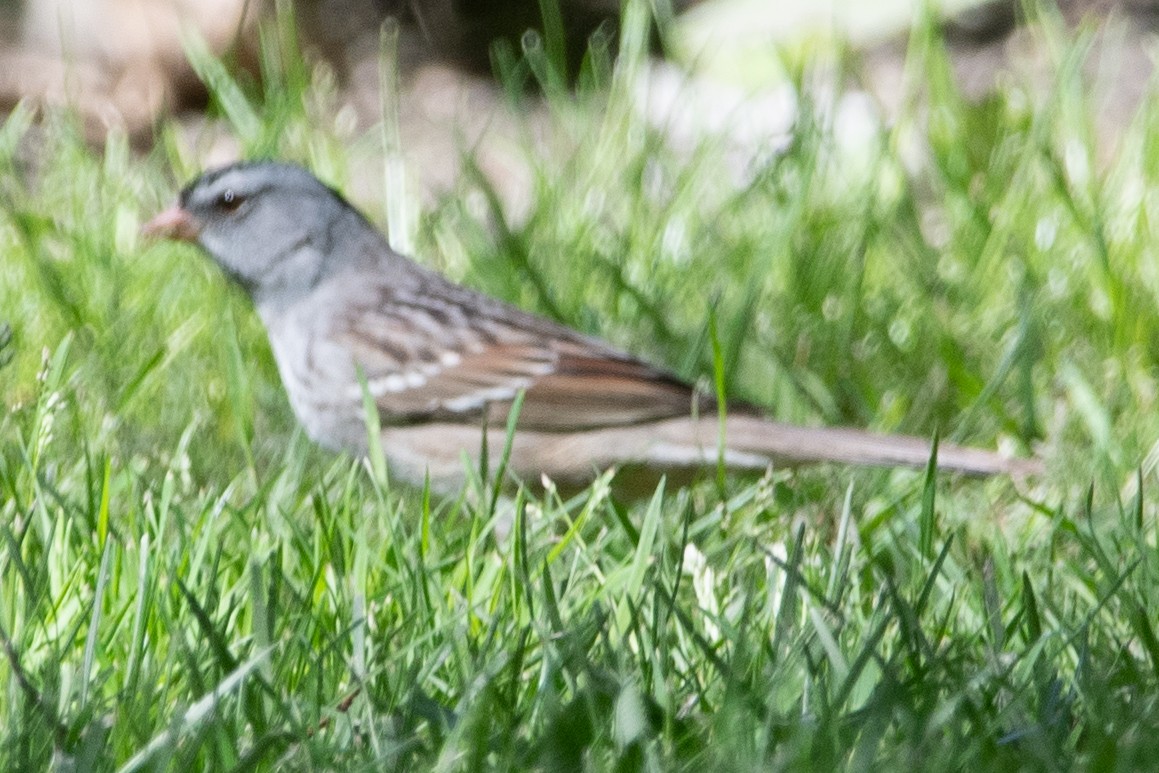 White-crowned x Harris's Sparrow (hybrid) - ML570895551