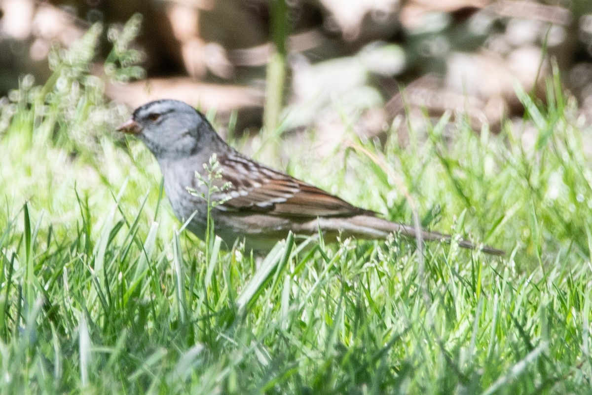 White-crowned x Harris's Sparrow (hybrid) - ML570895561