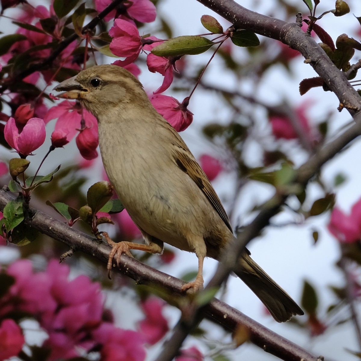 House Sparrow - ML570896111