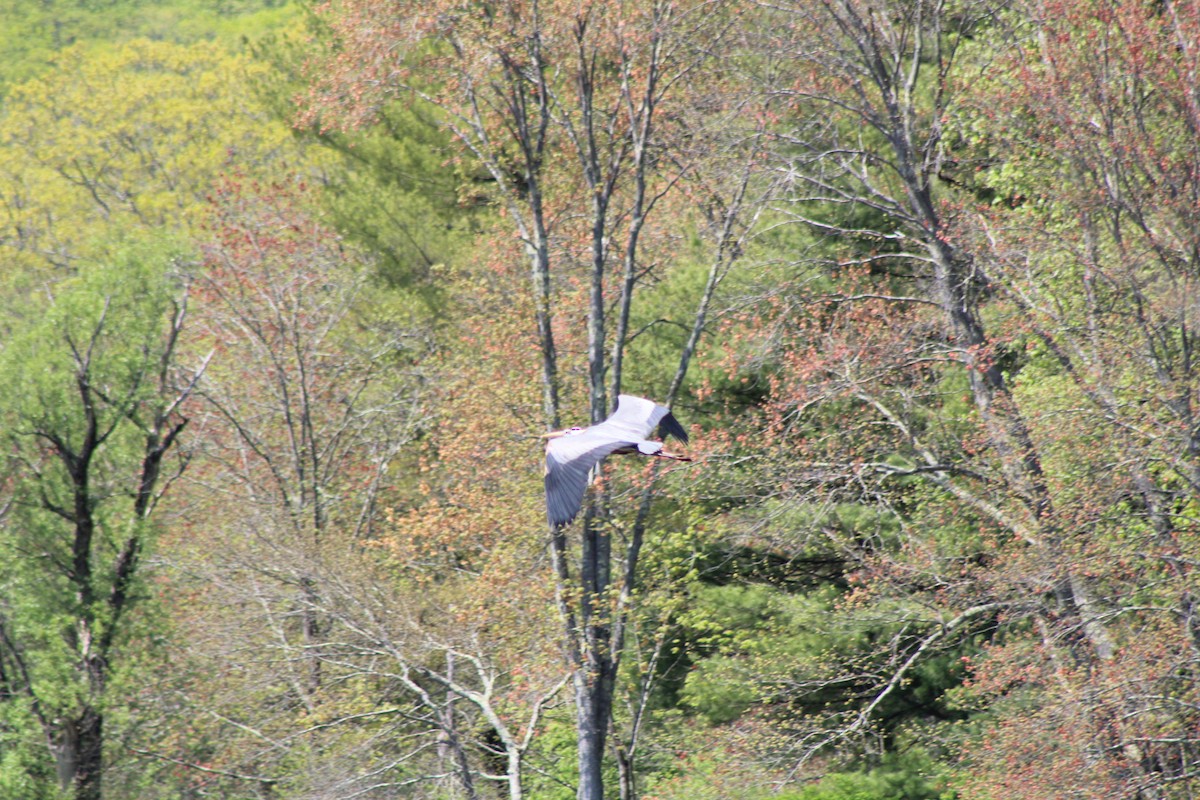 Great Blue Heron - Jennifer Tafe