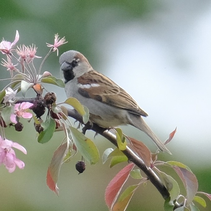 House Sparrow - ML570896461