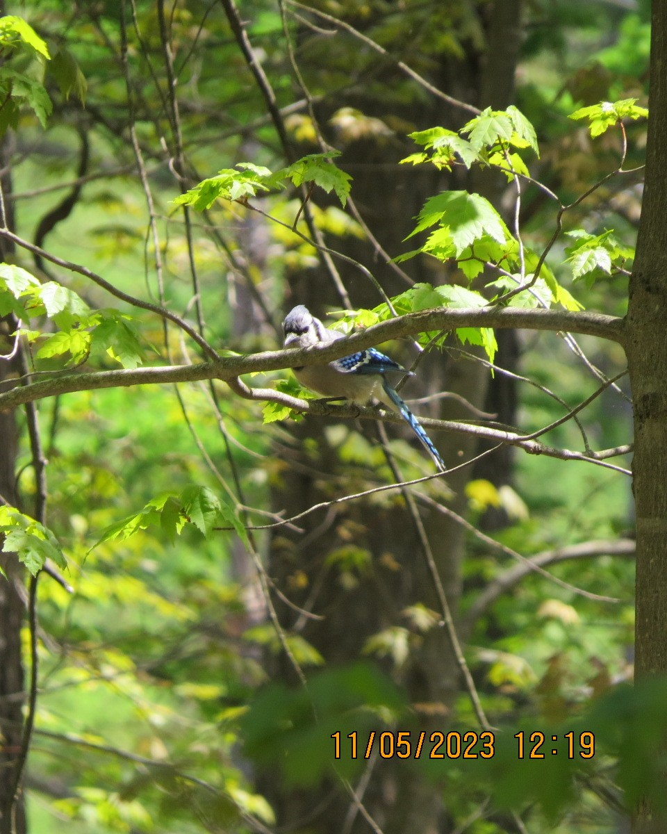Blue Jay - ML570896581