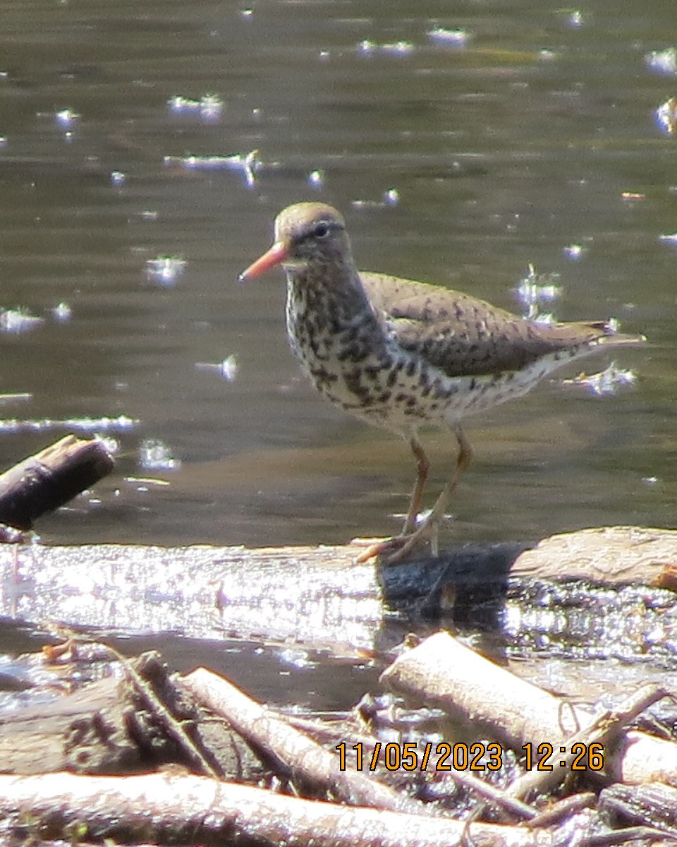 Spotted Sandpiper - ML570896691