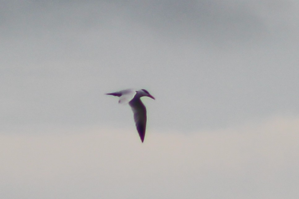 Caspian Tern - Derrick  Ingle