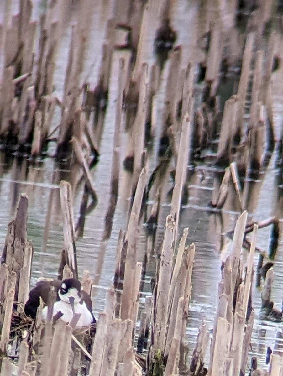 Black-necked Stilt - ML570898681