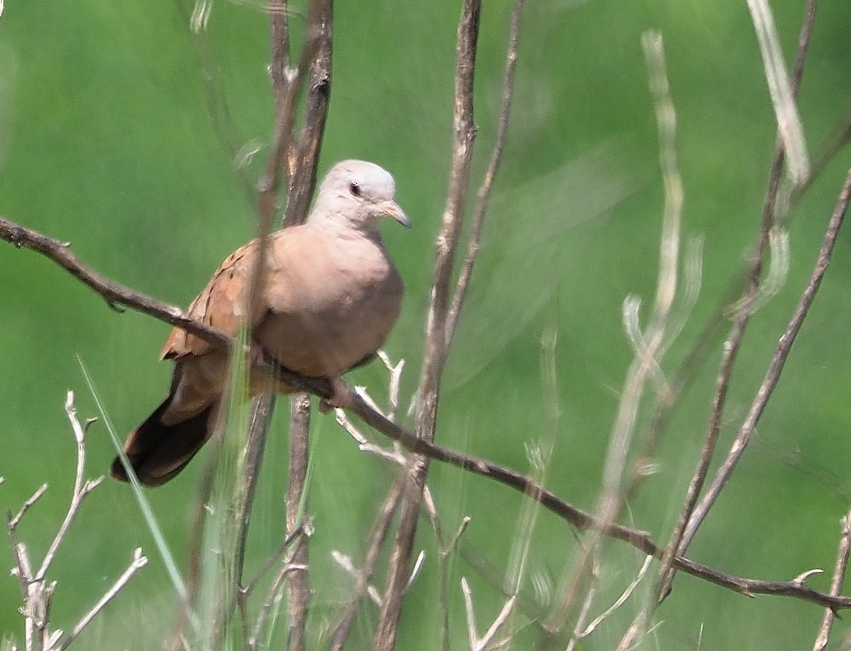 Ruddy Ground Dove - ML570898831