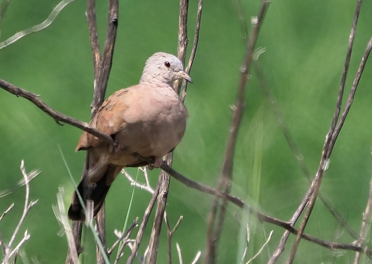 Ruddy Ground Dove - ML570898841