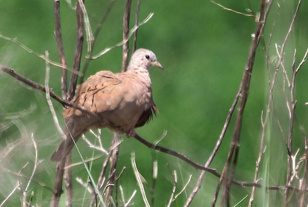 Ruddy Ground Dove - Aidan Brubaker