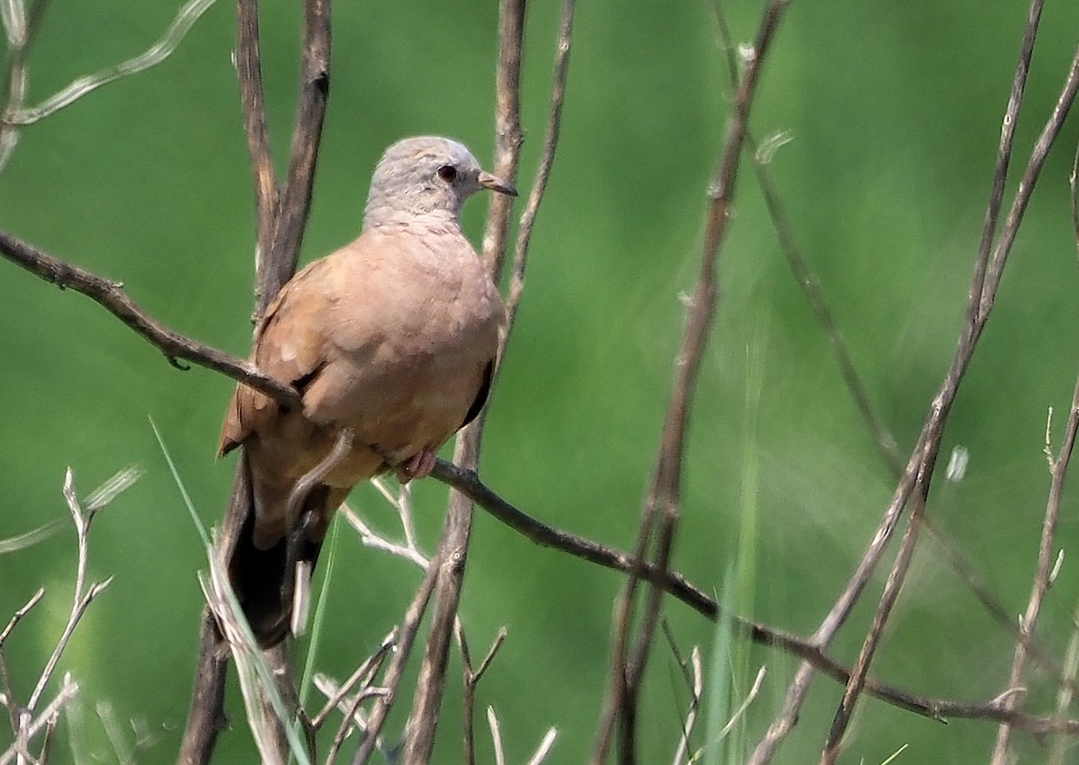 Ruddy Ground Dove - ML570898871