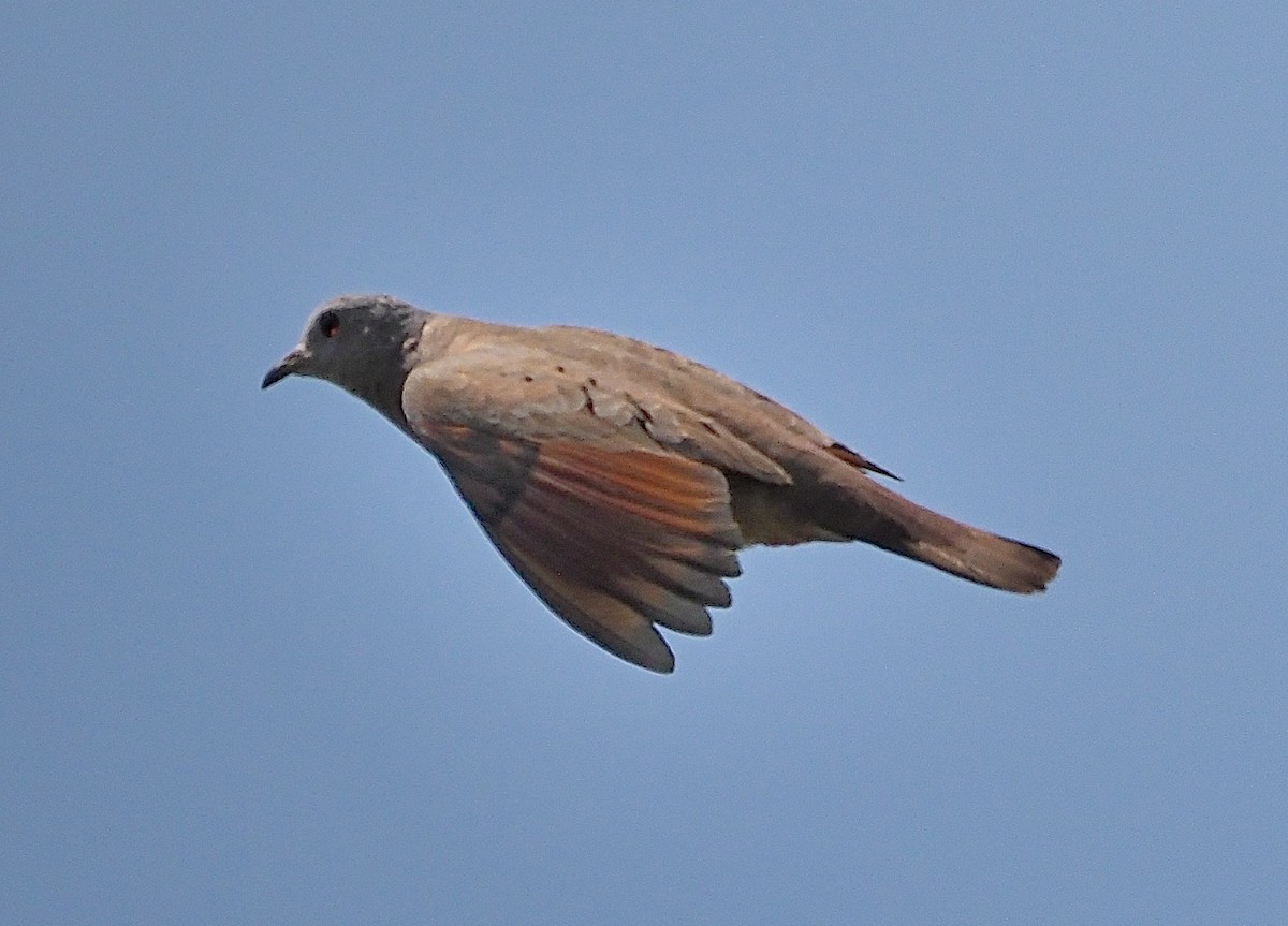 Ruddy Ground Dove - Aidan Brubaker