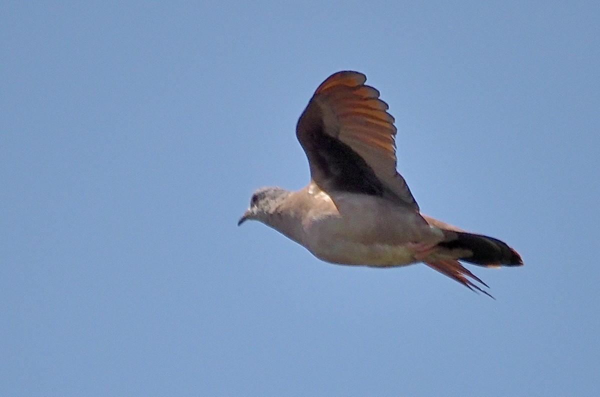 Ruddy Ground Dove - ML570898891