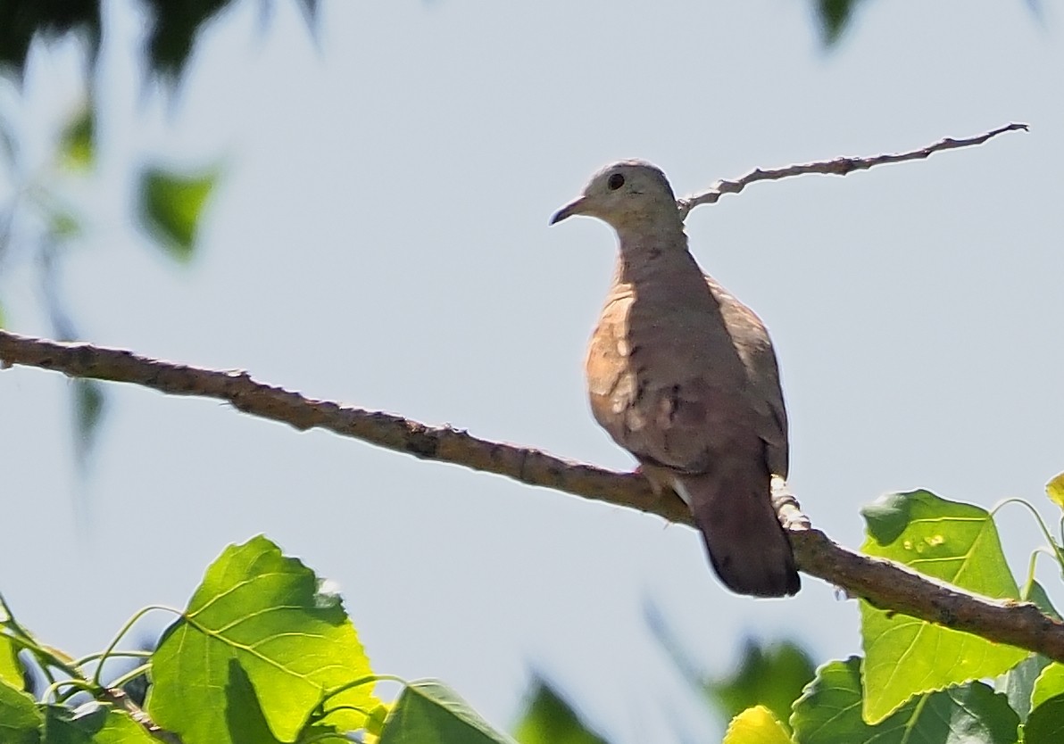 Ruddy Ground Dove - Aidan Brubaker