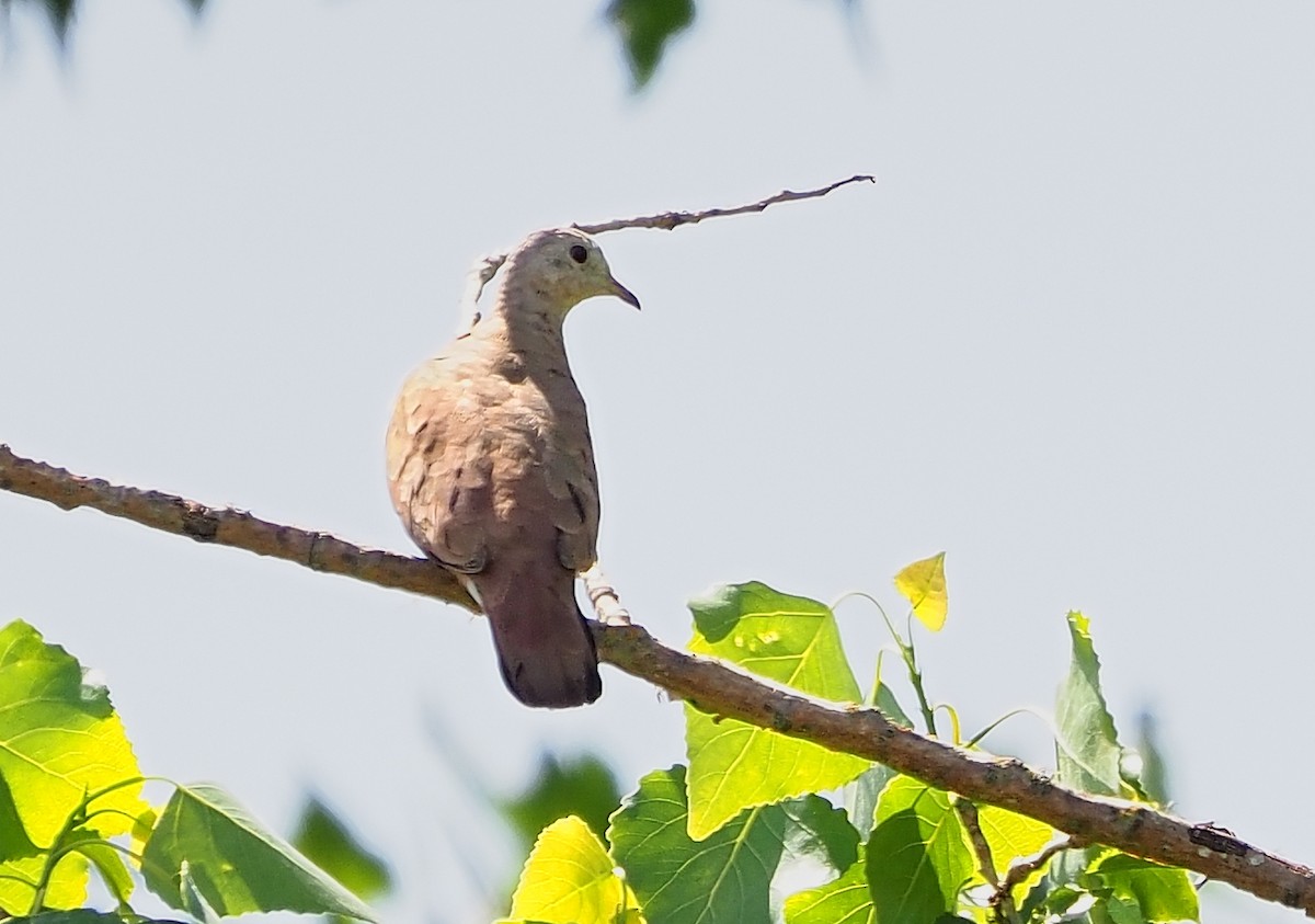 Ruddy Ground Dove - ML570898911