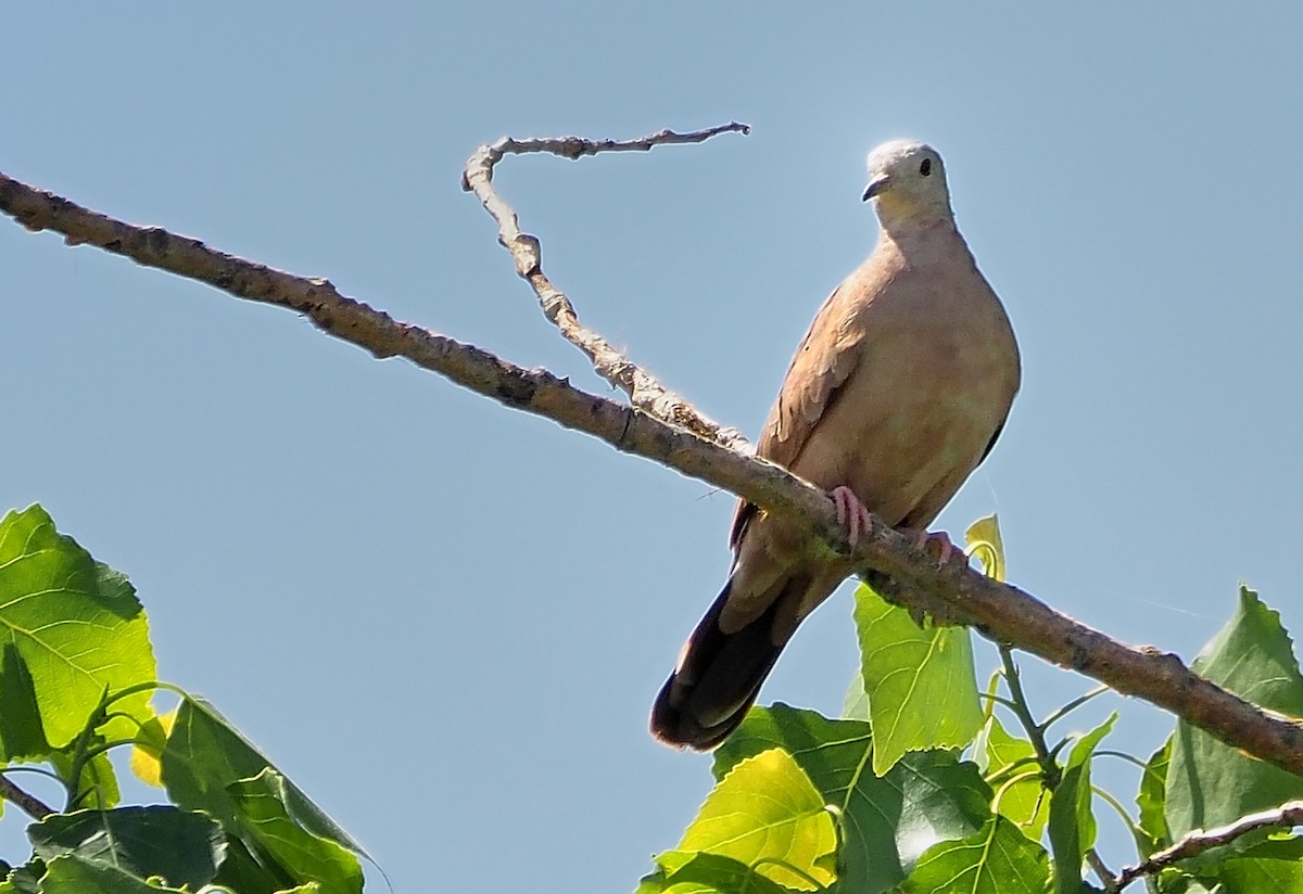 Ruddy Ground Dove - ML570898931