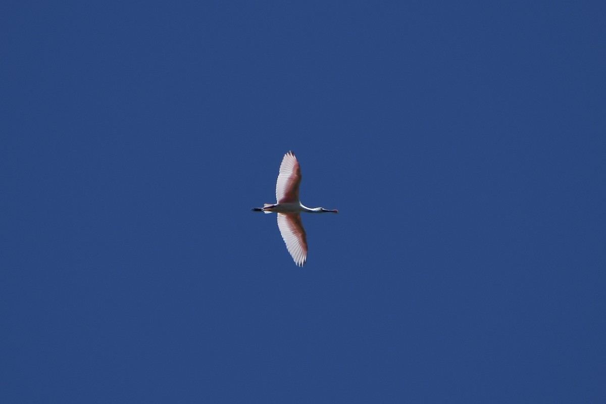 Roseate Spoonbill - ML570899211