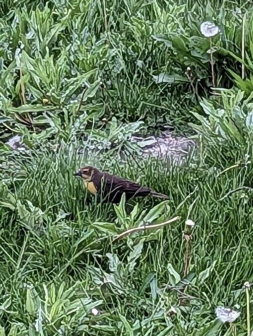 Yellow-headed Blackbird - ML570899341