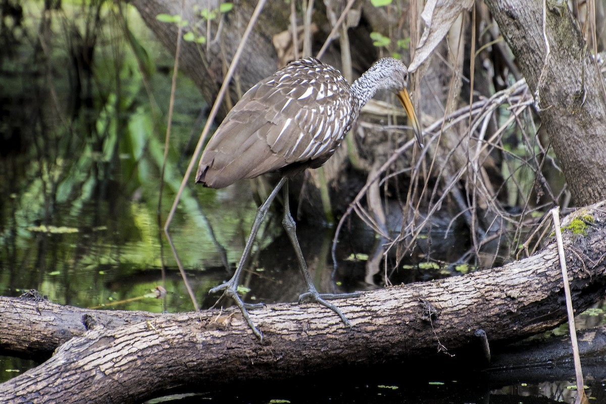 Limpkin - ML570899551