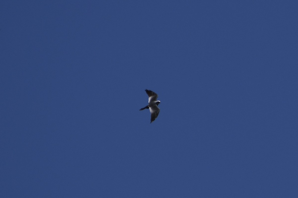 Mississippi Kite - ML570899661