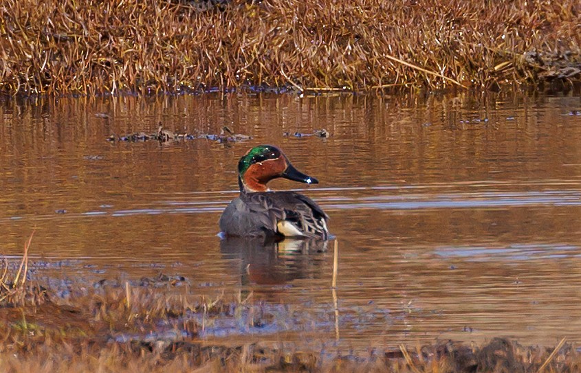 Green-winged Teal - ML570899811