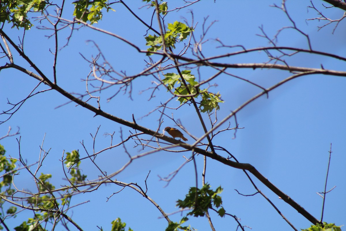 Baltimore Oriole - Jennifer Tafe