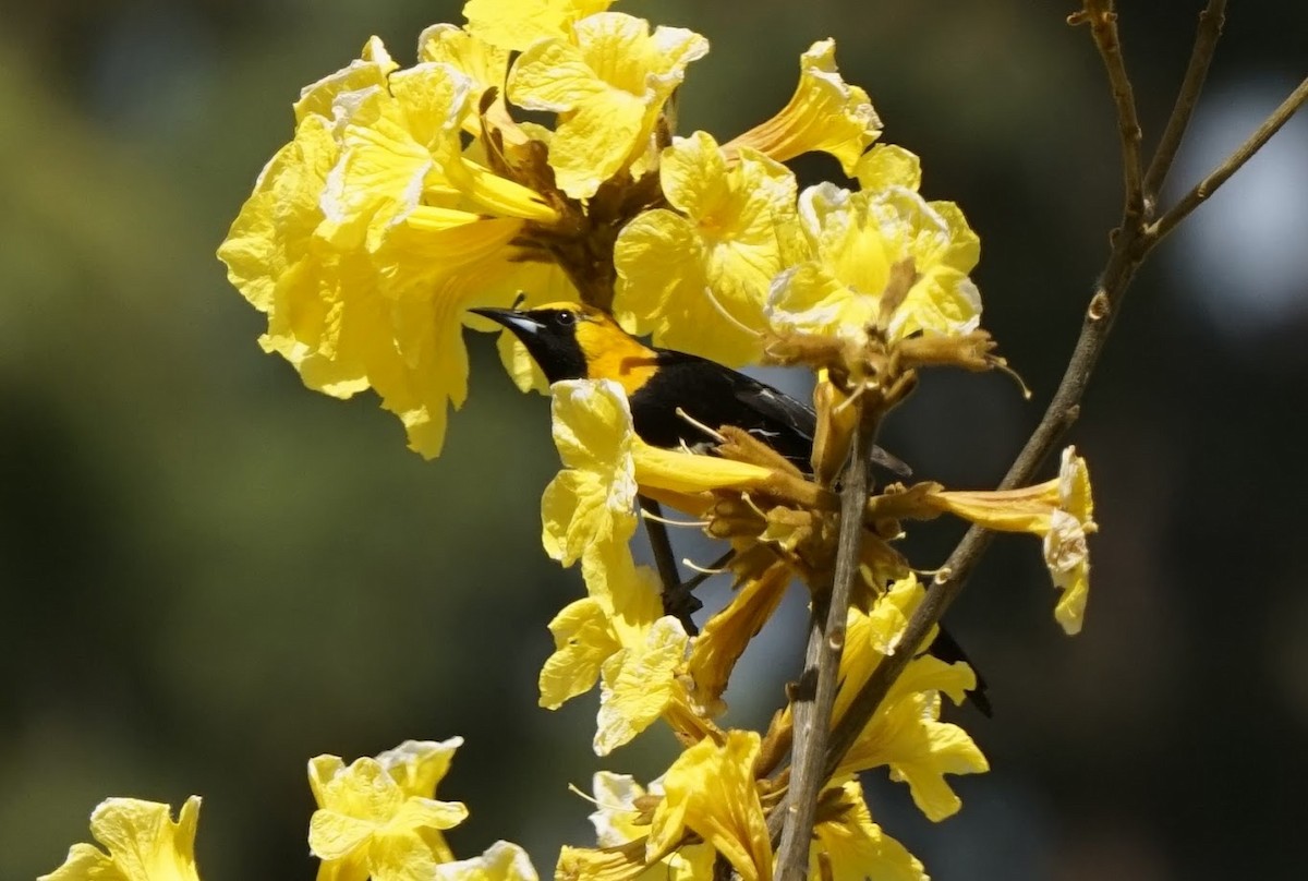 Hooded Oriole - Julia Black