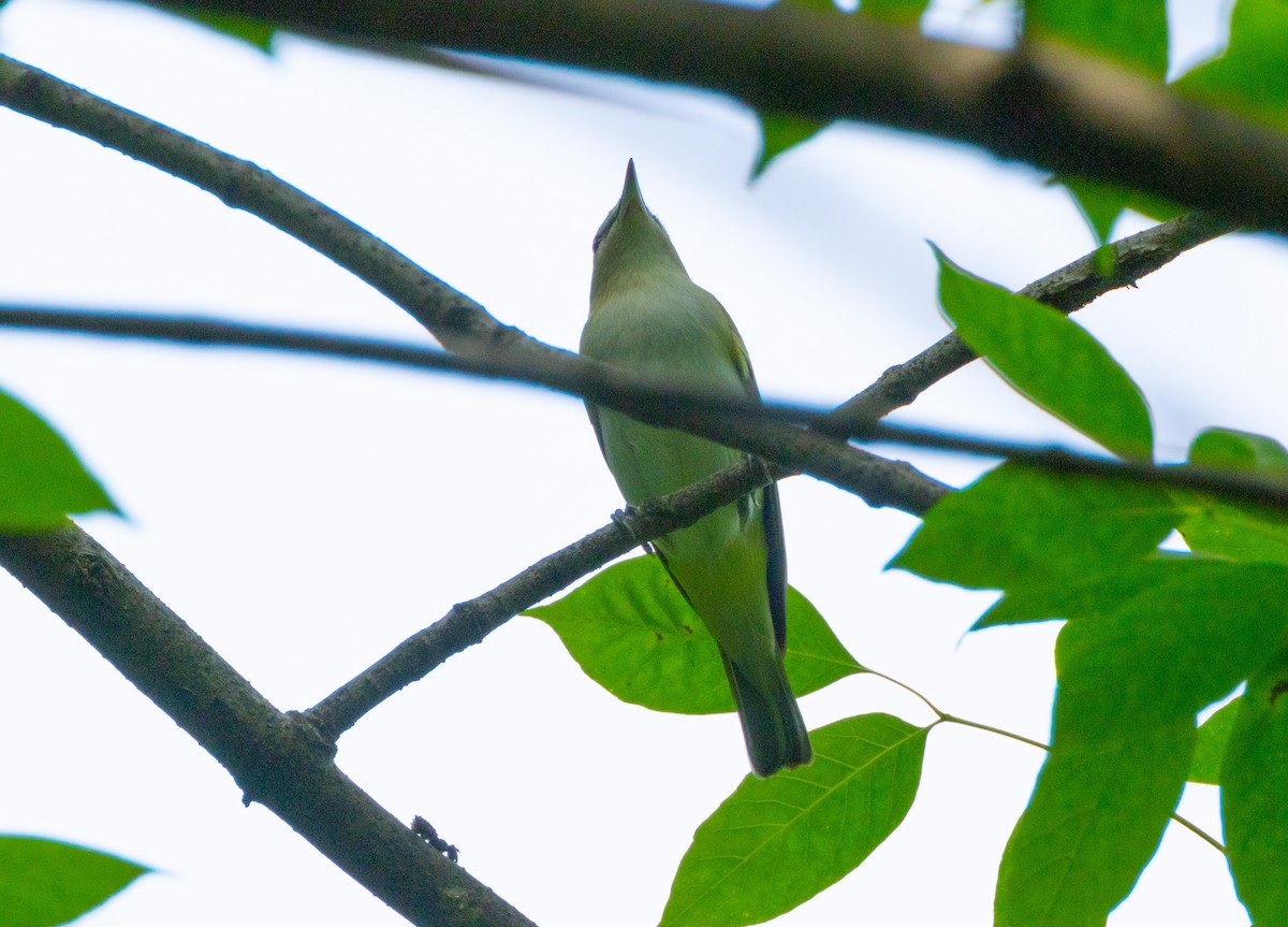 Red-eyed Vireo - Bernard Kempinski