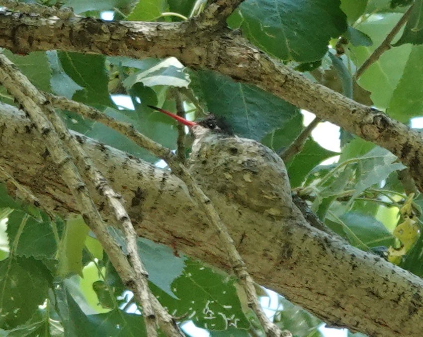 Violet-crowned Hummingbird - ML570901721