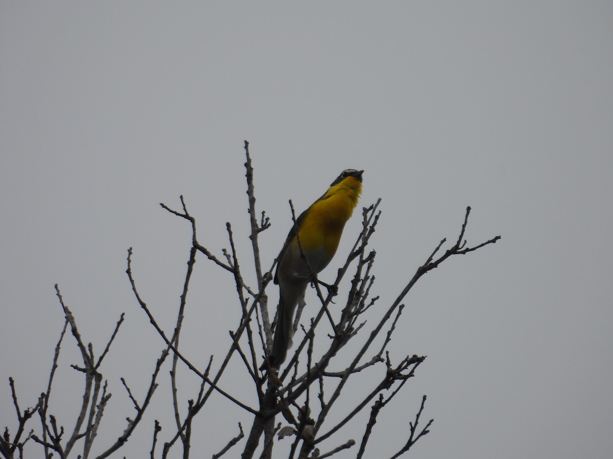 Yellow-breasted Chat - ML570902551
