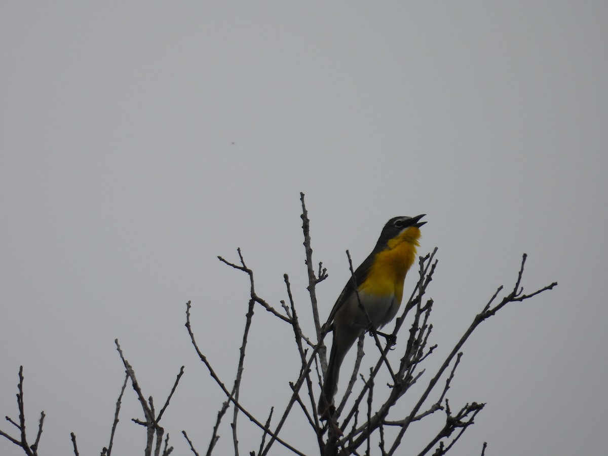 Yellow-breasted Chat - ML570902561