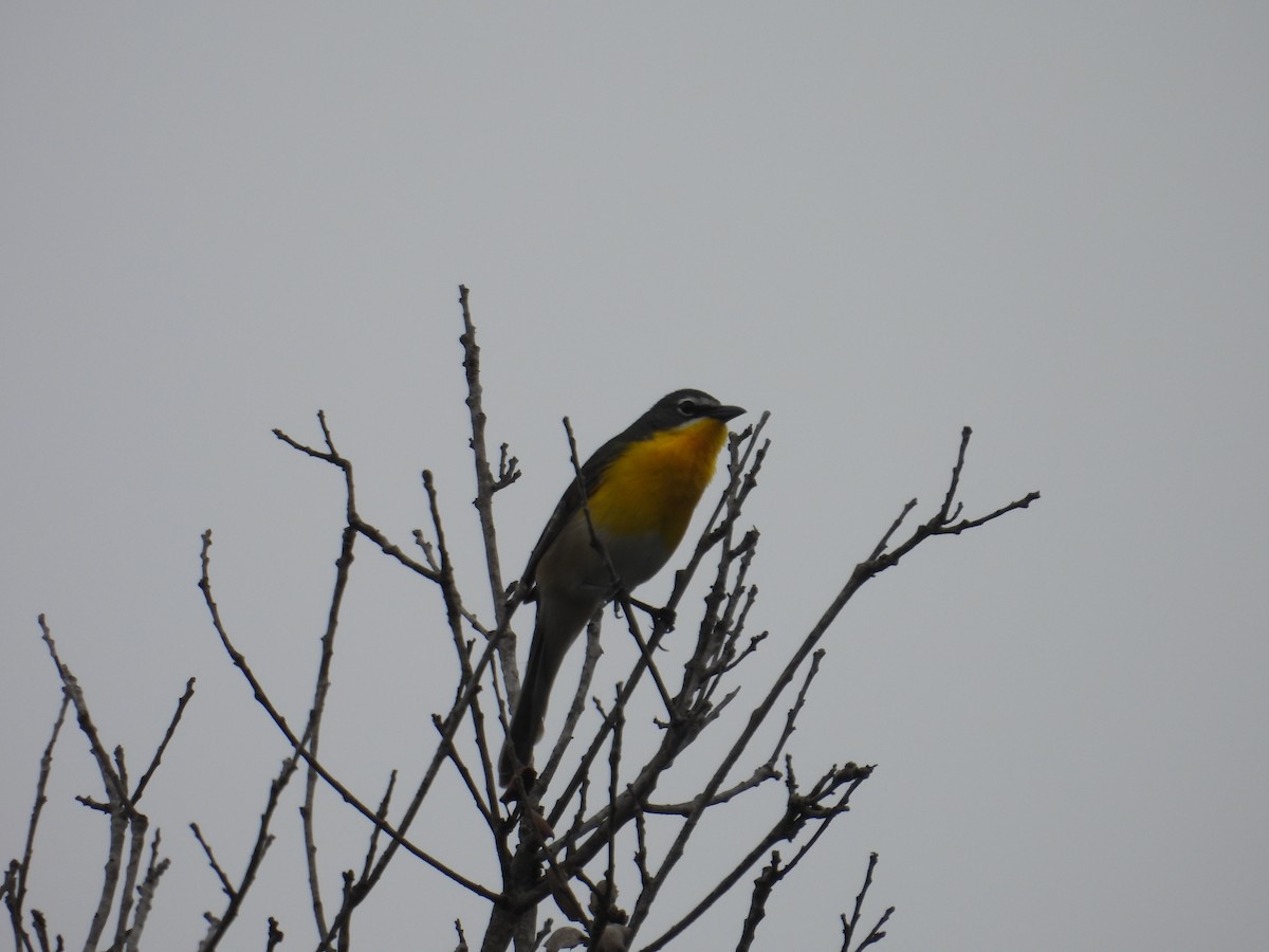 Yellow-breasted Chat - ML570902571