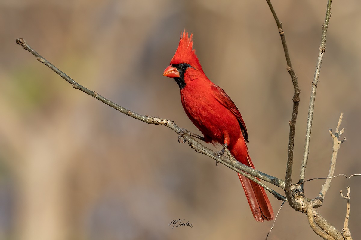 Northern Cardinal (Long-crested) - ML570903241