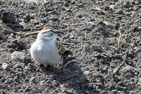 Chipping Sparrow - ML570903961
