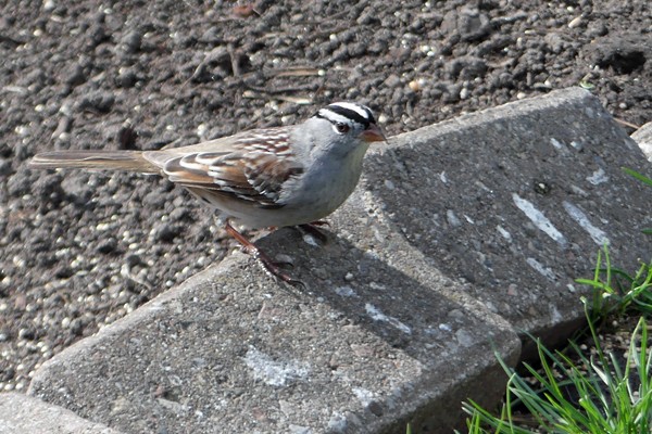 White-crowned Sparrow - ML570904001