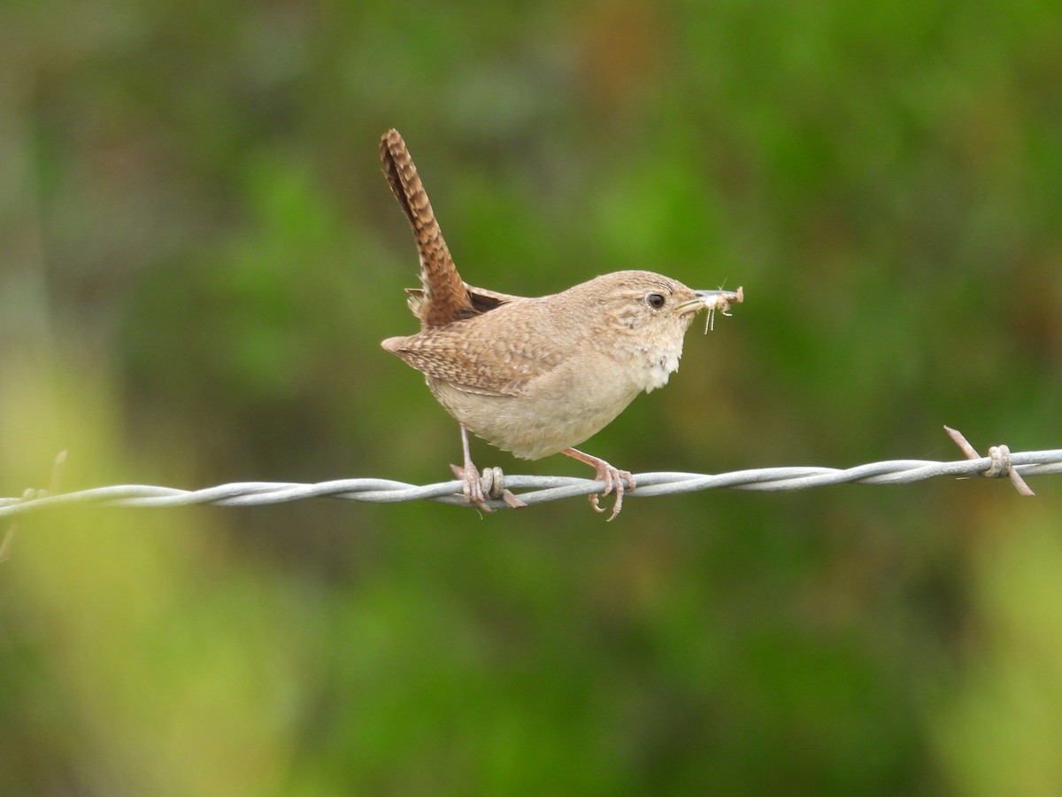 House Wren - Juan Ramírez