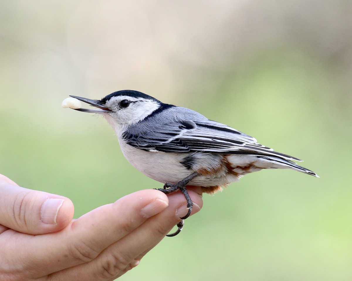 White-breasted Nuthatch - ML570907131