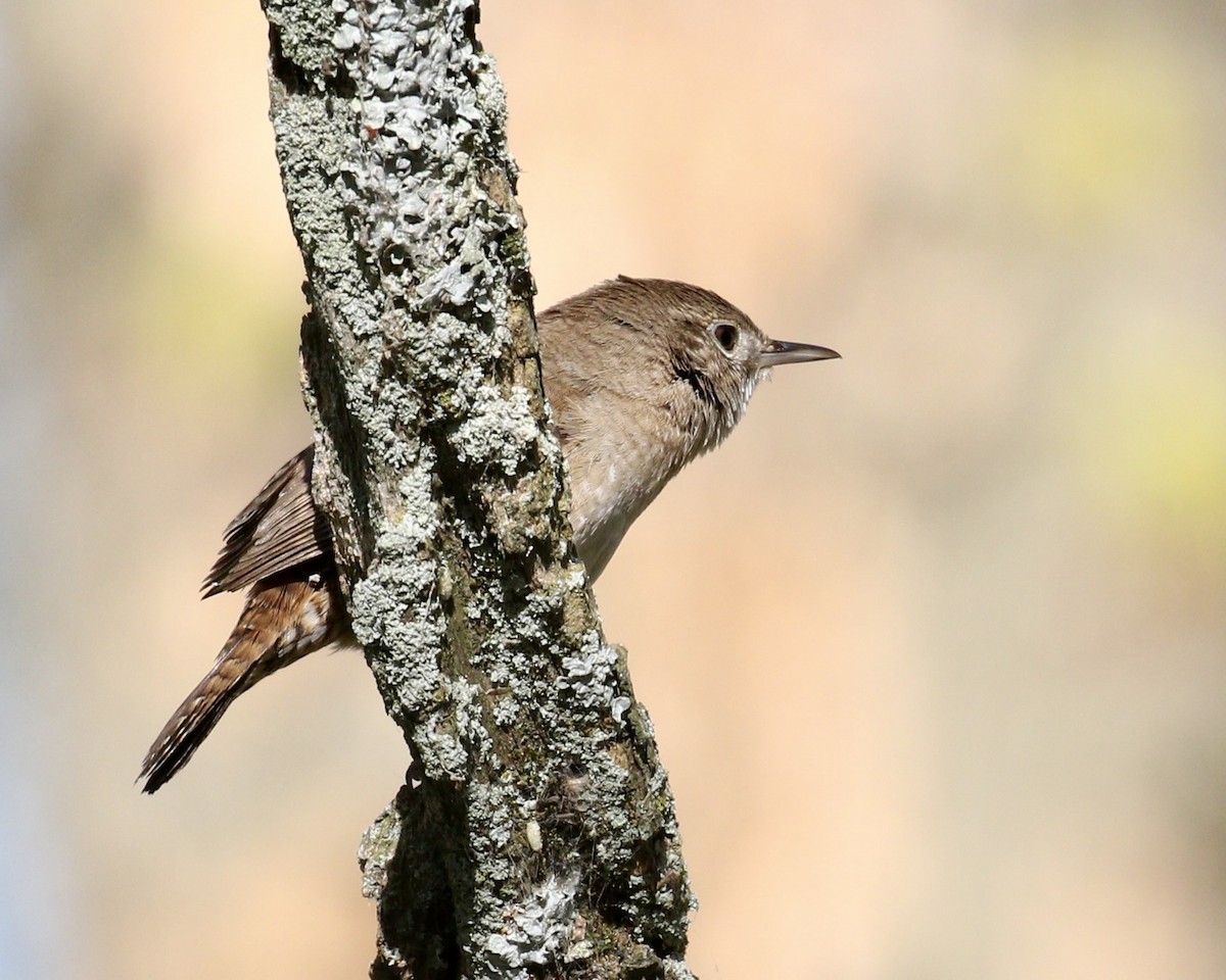 House Wren - ML570907251